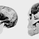 Piltdown Man cranium and mandible as reconstructed by Dr Arthur Smith Woodward (L) and Professor Arthur Keith (R). (Image: Natural History Museum, London)